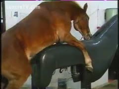 Horny horse mounts a plastic replica and has its dong milked in this neverseen brute episode 